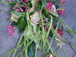 ellen-deelen-natuurlijke-bloem-creaties-graftoef-gloriosa-en-thyphablad.jpg